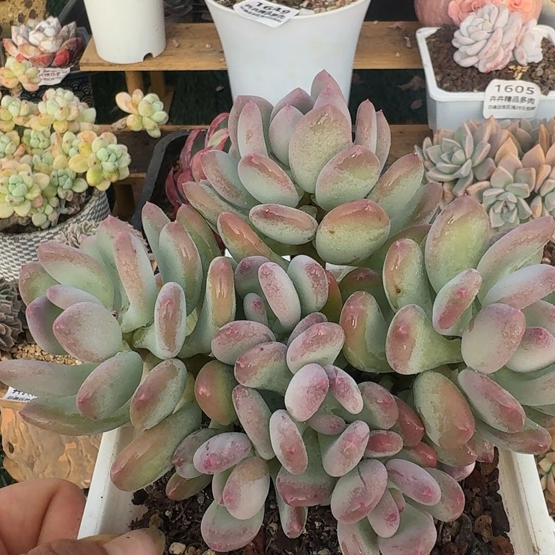 1458一物一拍（满28包邮）