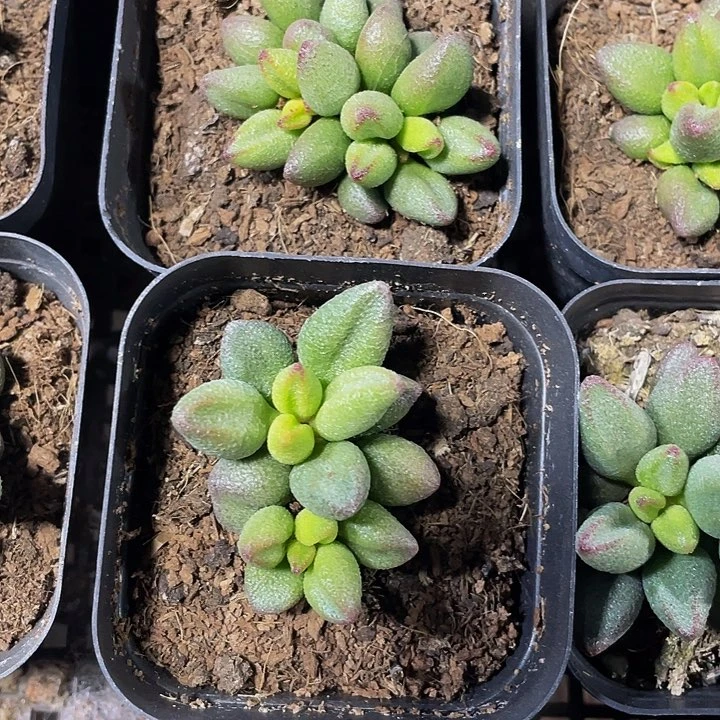 小红嘴水泡5.8带盆