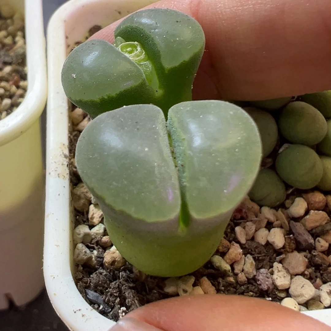 薇***琳专拍专拍 肉锥植物
