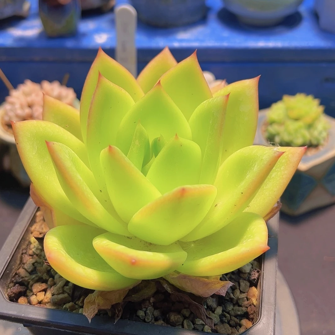 ?***?翠花，多肉植物，