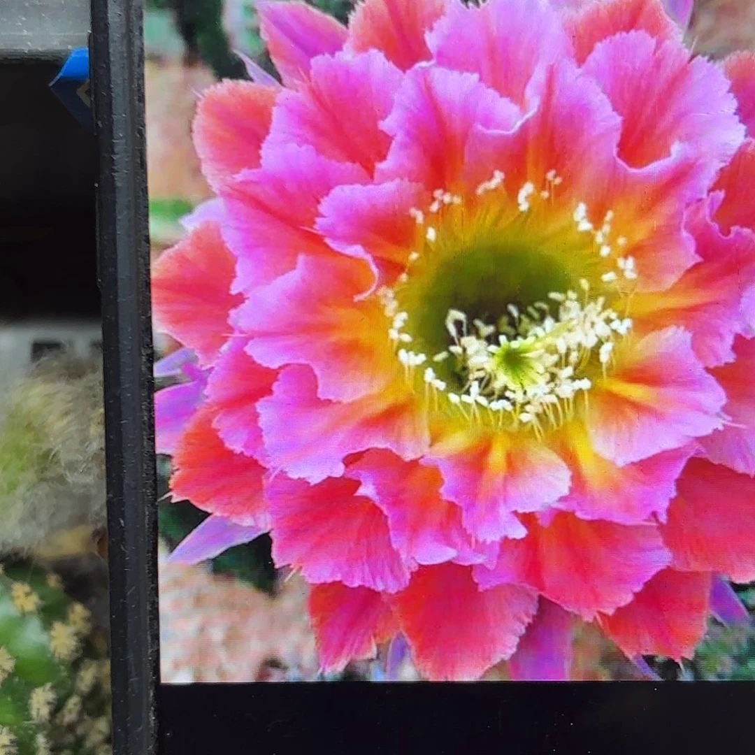 黄辉岁月彩侧牙20包邮仙人球26