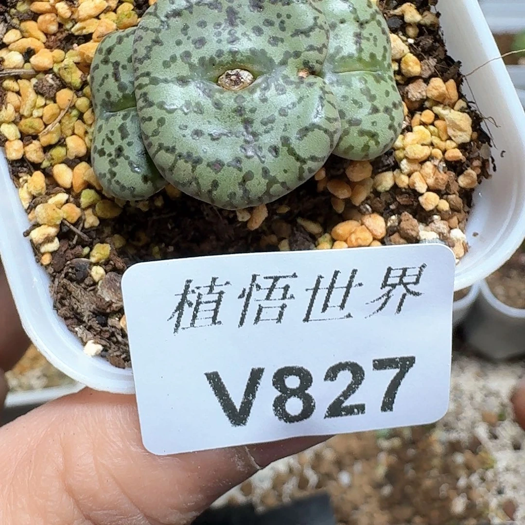 827盒多肉植物哇c c