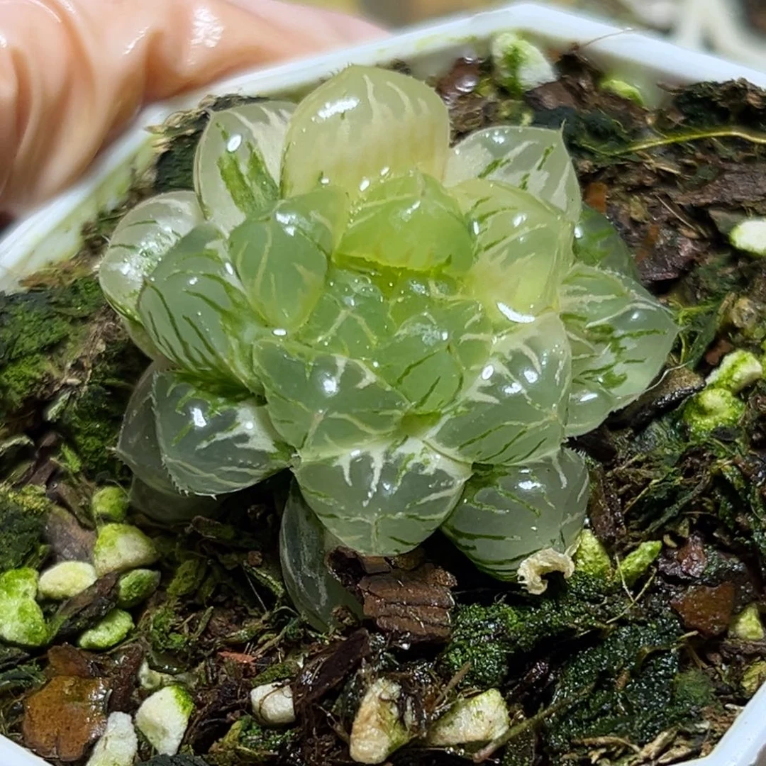 恭喜发财大吉大利0138