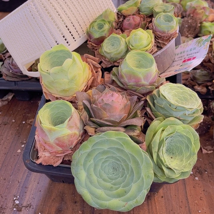 无花朵十六颗玫瑰➕花篮88