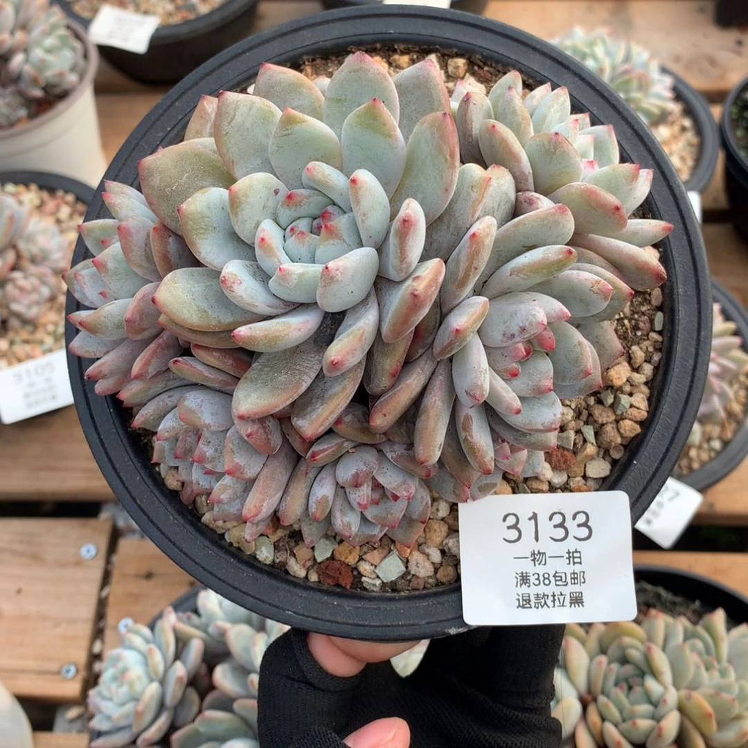 14厘米九头石榴籽有砍3133