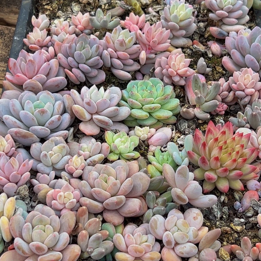 梦***子411大热脱土发货的人都是我