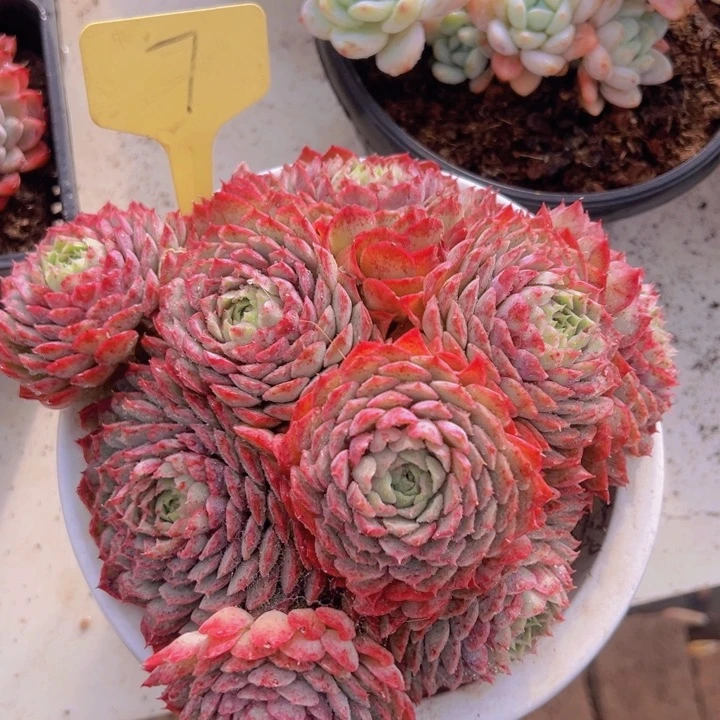 健健康康平平安安