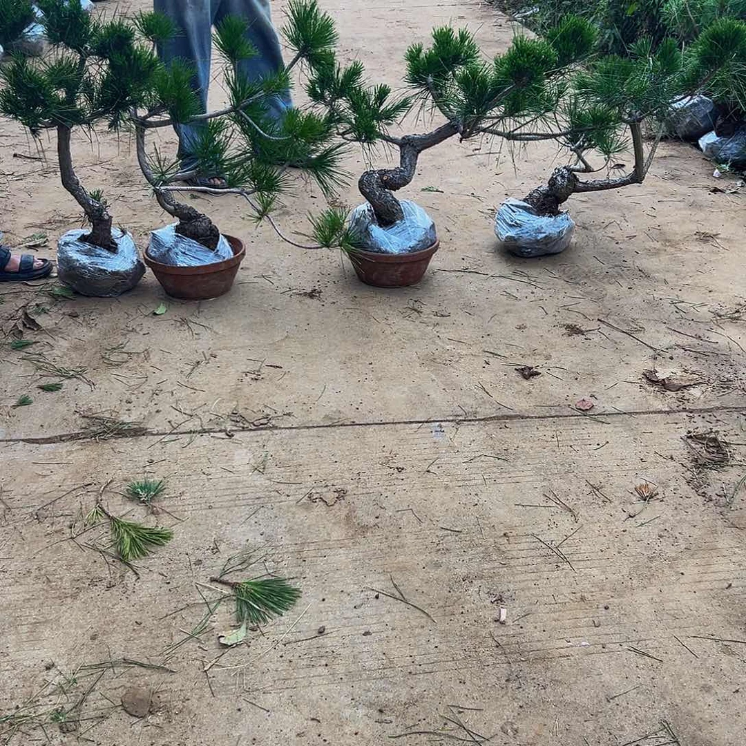 无花朵徐****械88888888888888