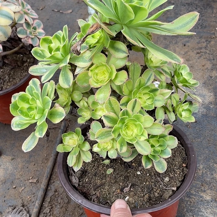 866白兰地多肉满20包邮