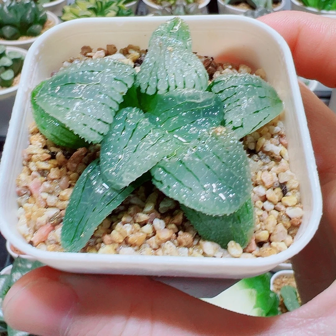 福利，天空之镜，8.8