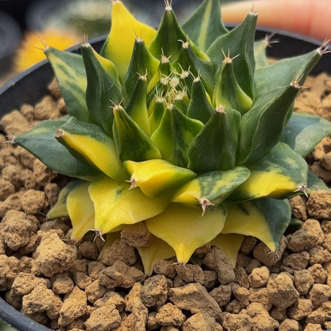 帝冠锦wwwwwwwwwwwwww