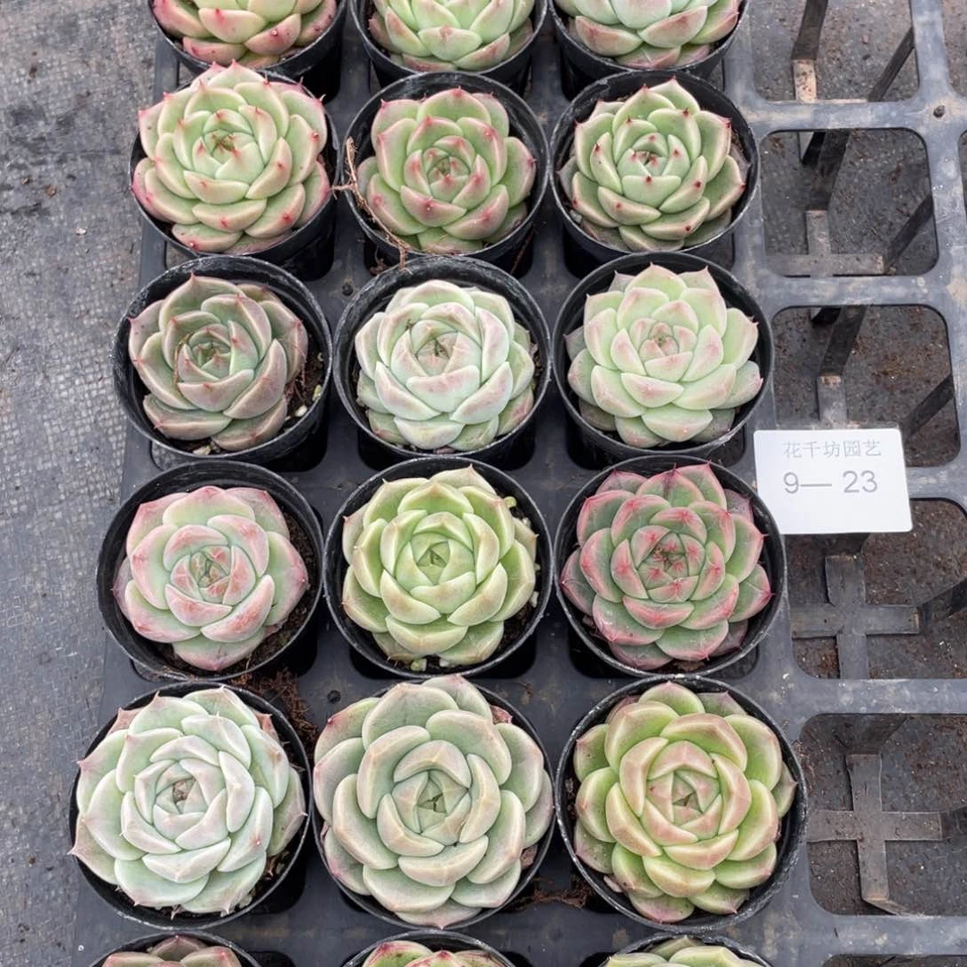 ✨***?一物一拍18棵9-23