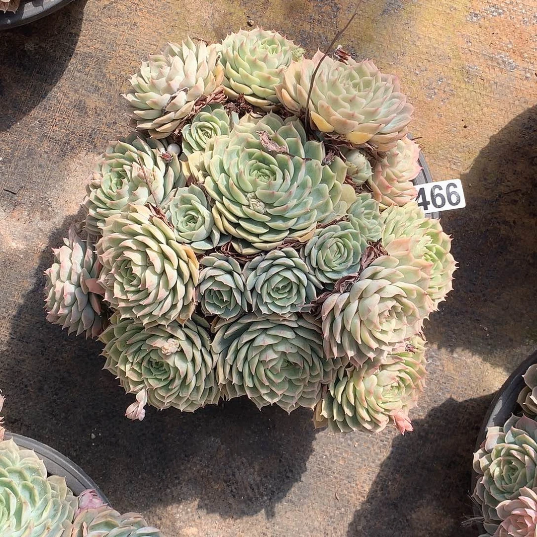 466昂斯诺 一物一拍多肉