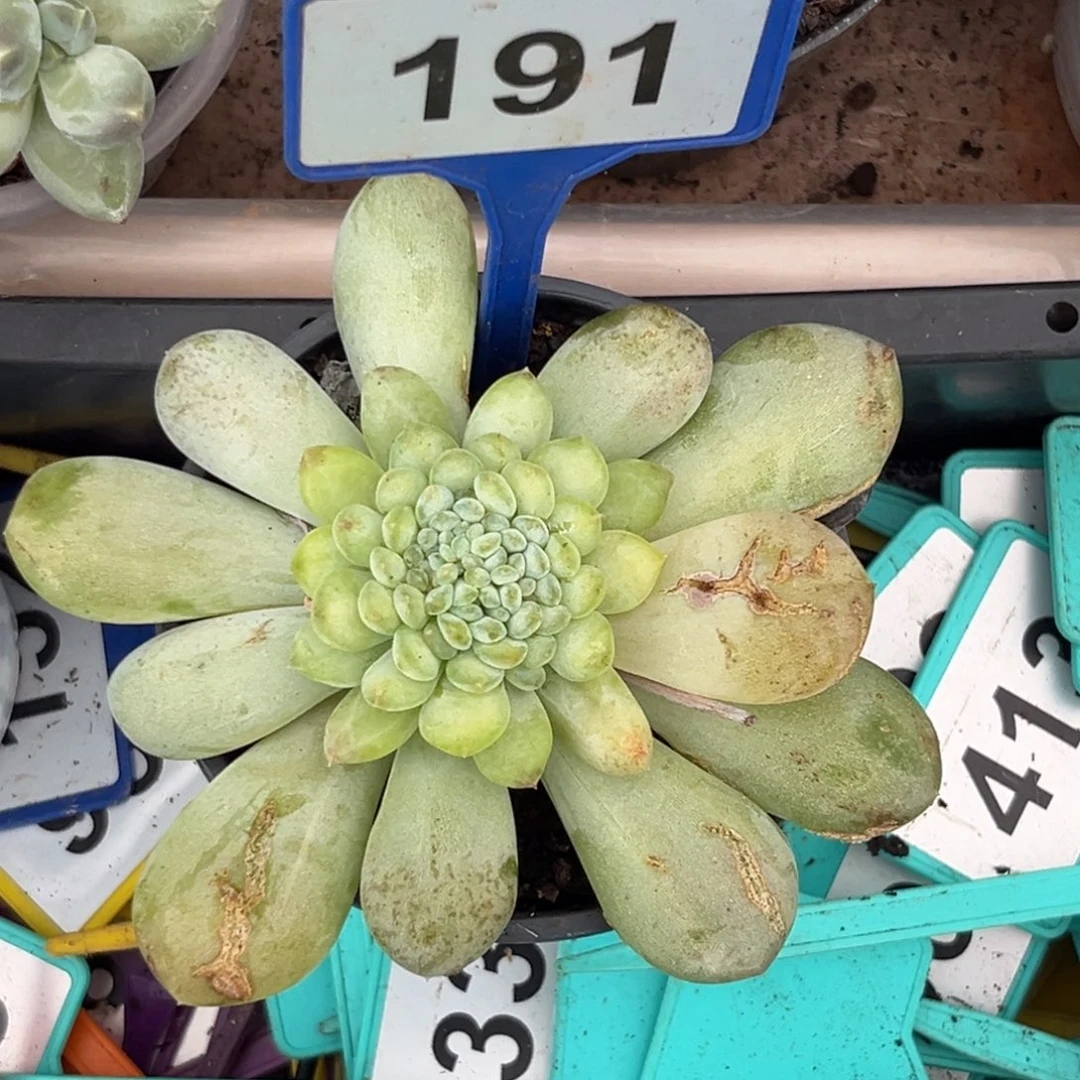 多肉植物菩提子缀191