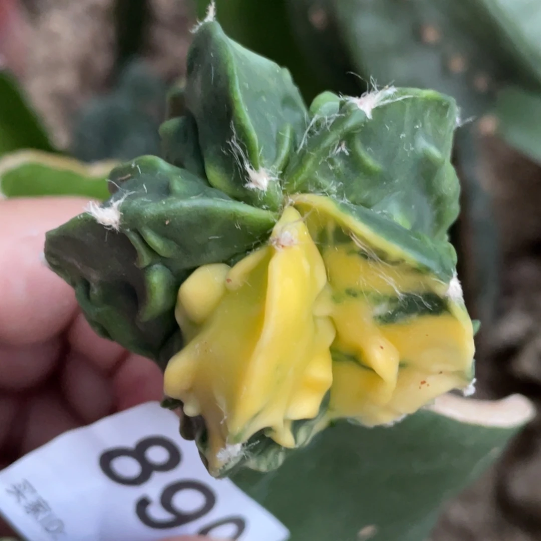 全部花朵核桃锦899 仙人球