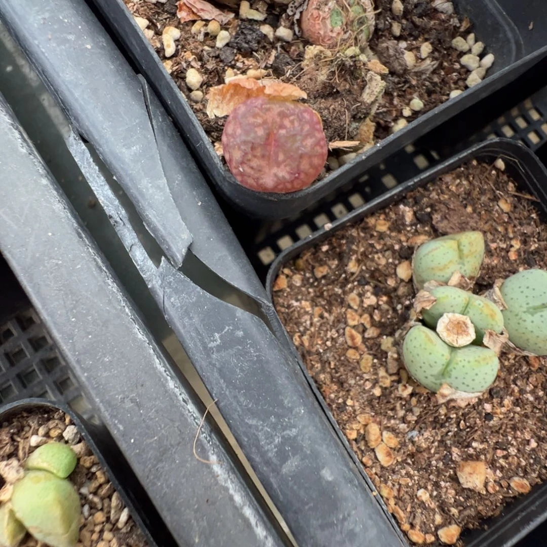 30-48肉锥多肉植物，