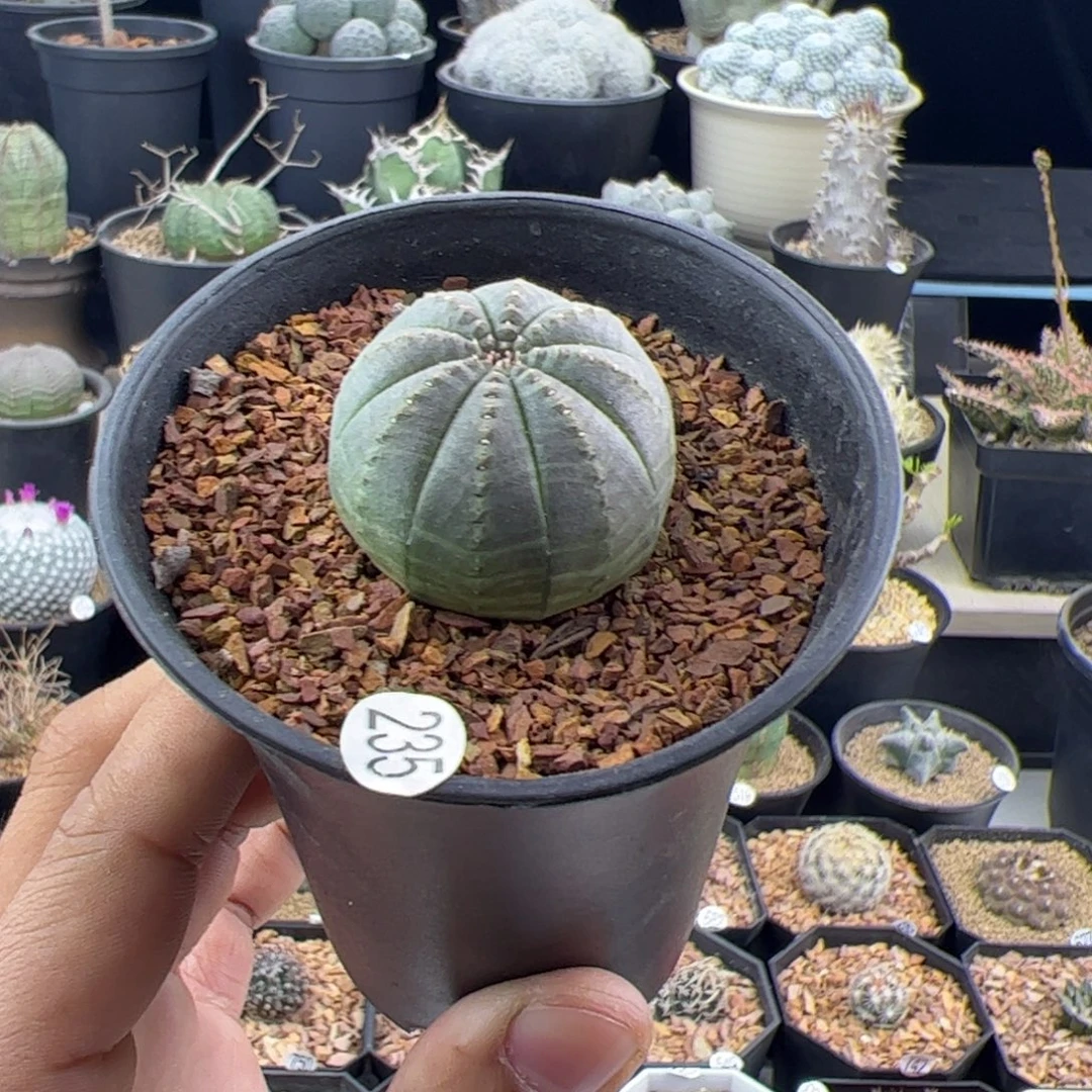 欧布实生3.3一物一拍235