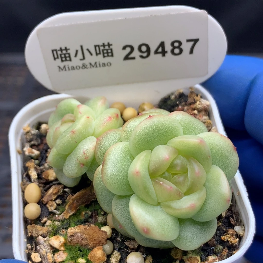 多肉植物杂交珍妮