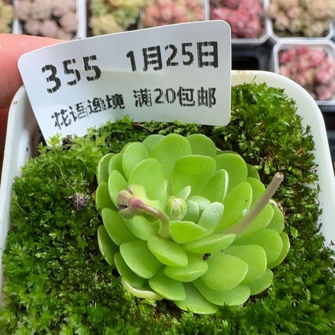 花语逸镜0125-355带青苔s l