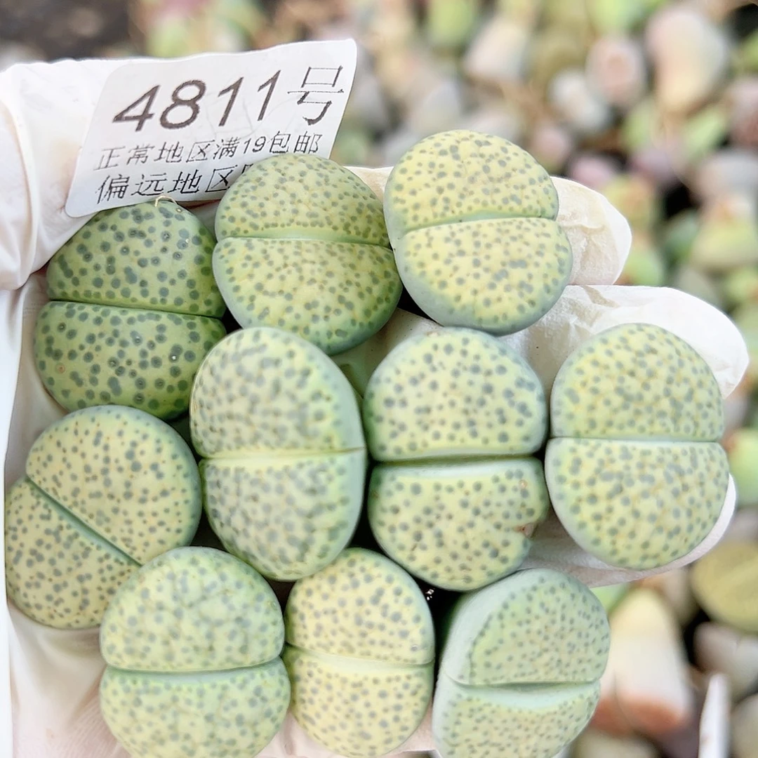 4811 好养易活生石花大母本10个2-2.5cm