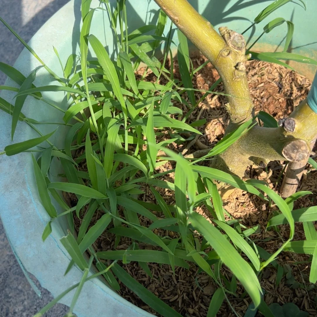 无花朵绿植盆栽植物