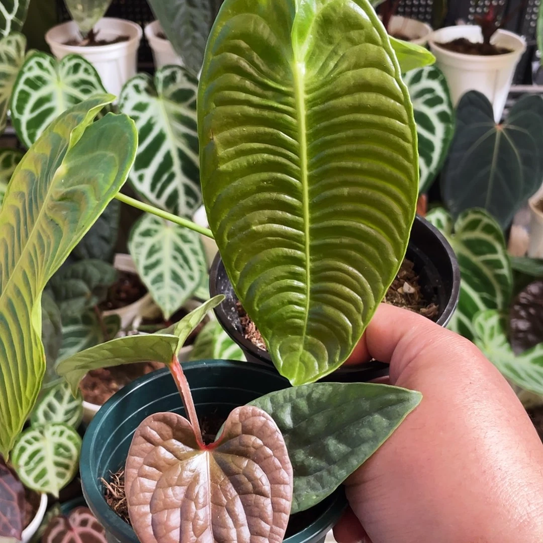 完全开放拼好烛12