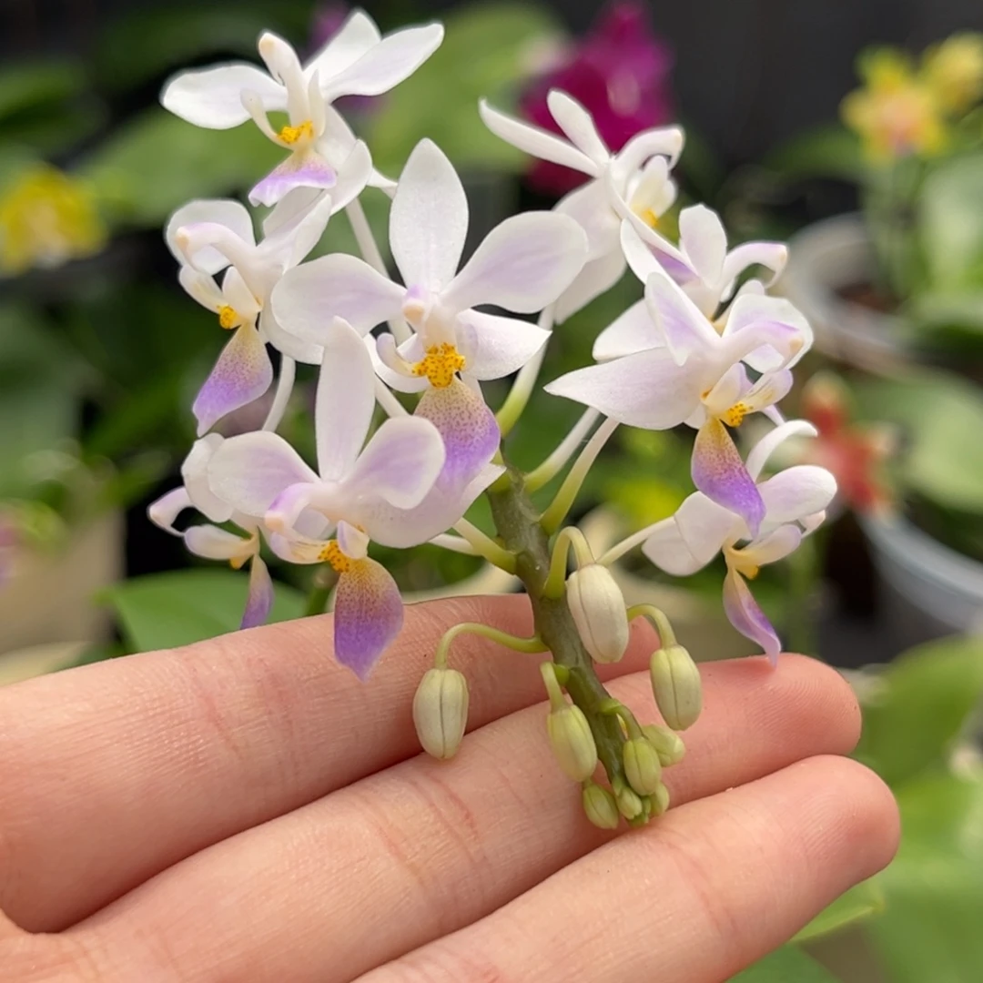 完全开放2.5寸蓝唇eq开花株（根少）