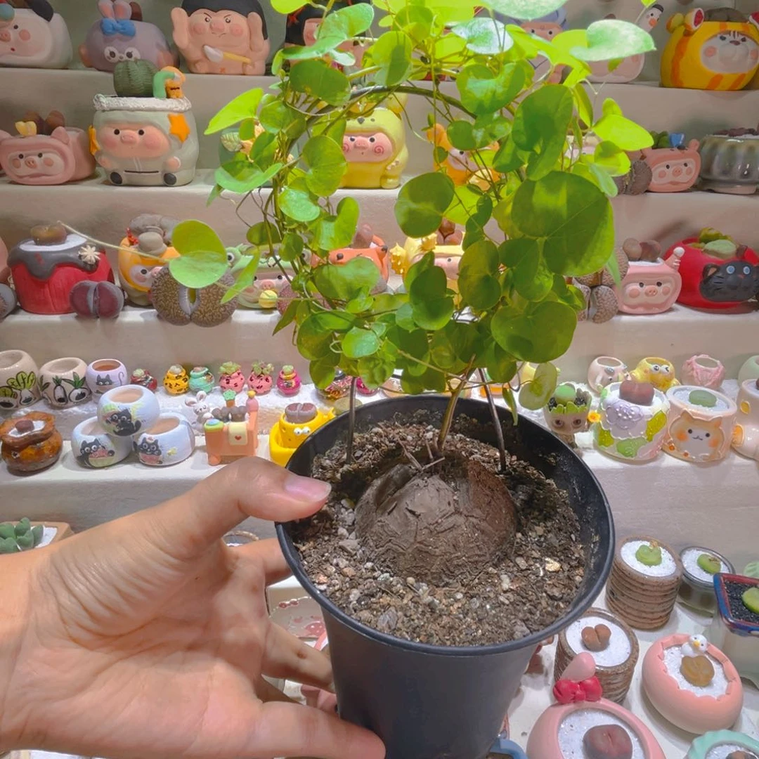 190龟甲龙6.5厘米高端块根
