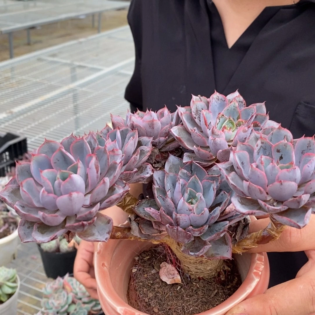 一物一拍赫拉0110