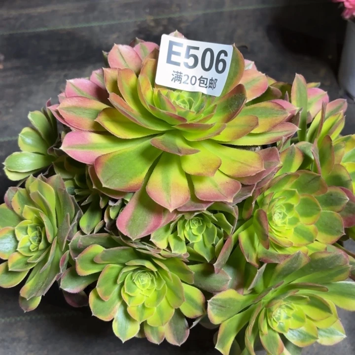 瑞妈一物一拍506