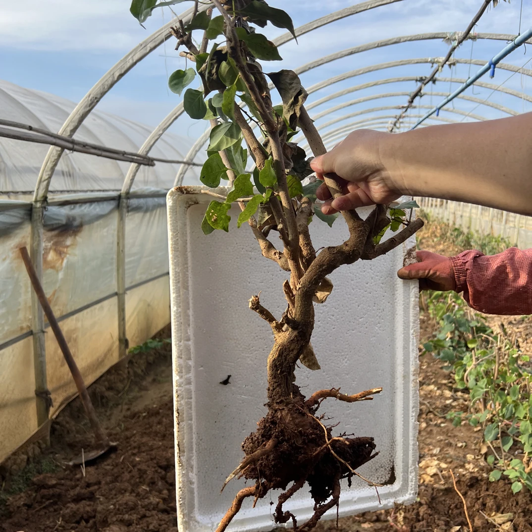 彩色三角梅桩勤花好养（运输会掉花落叶少量断枝，不售后）