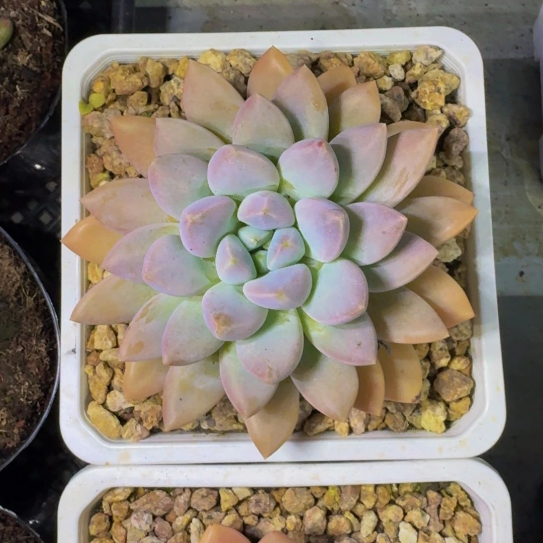 ****奶糖 单头  一物一拍