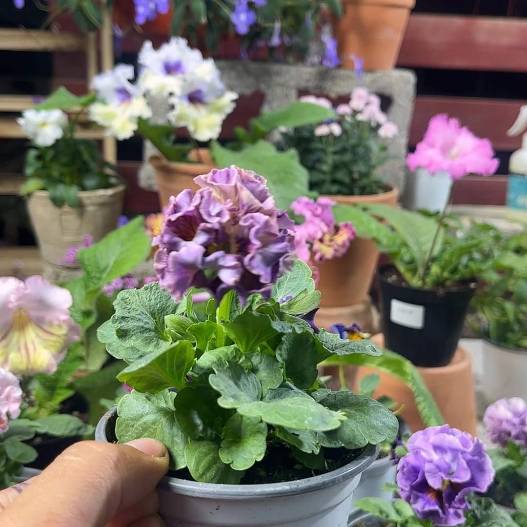 完全开放 04一物一拍