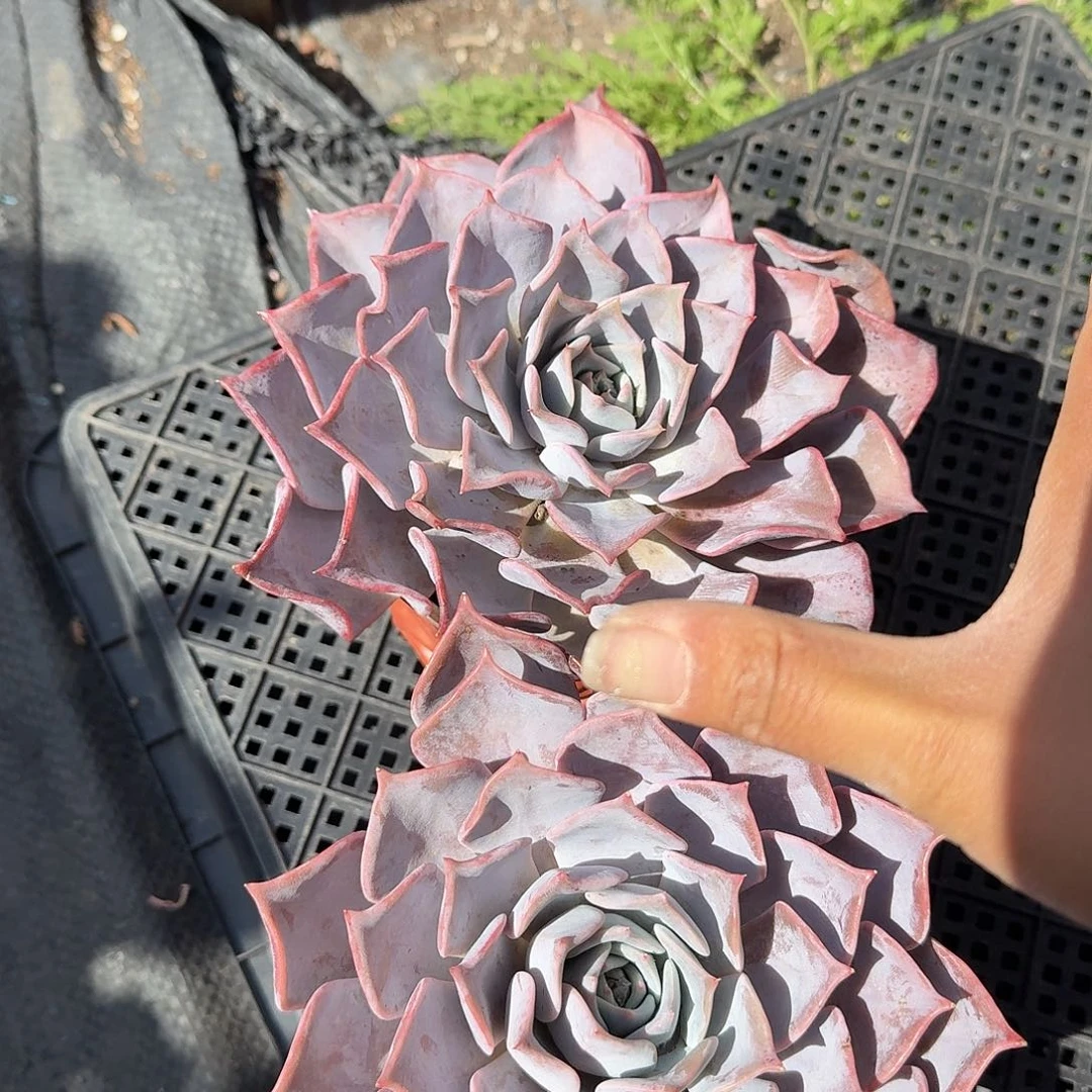 露西娜单头多肉植物精品