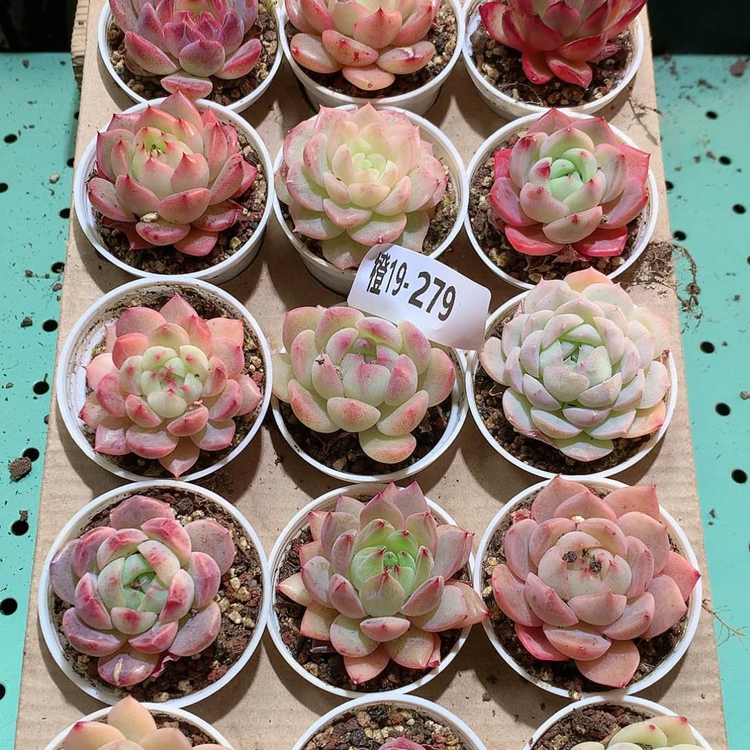 19-279一物一拍带盆18颗