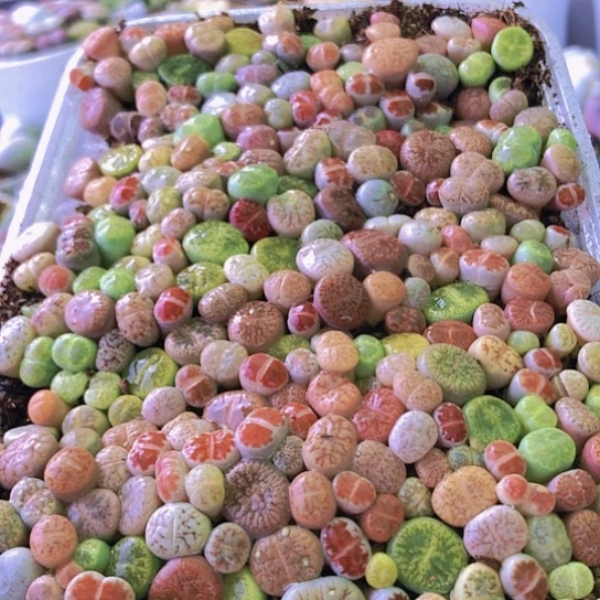 无花朵0553，优选彩色小苗2年