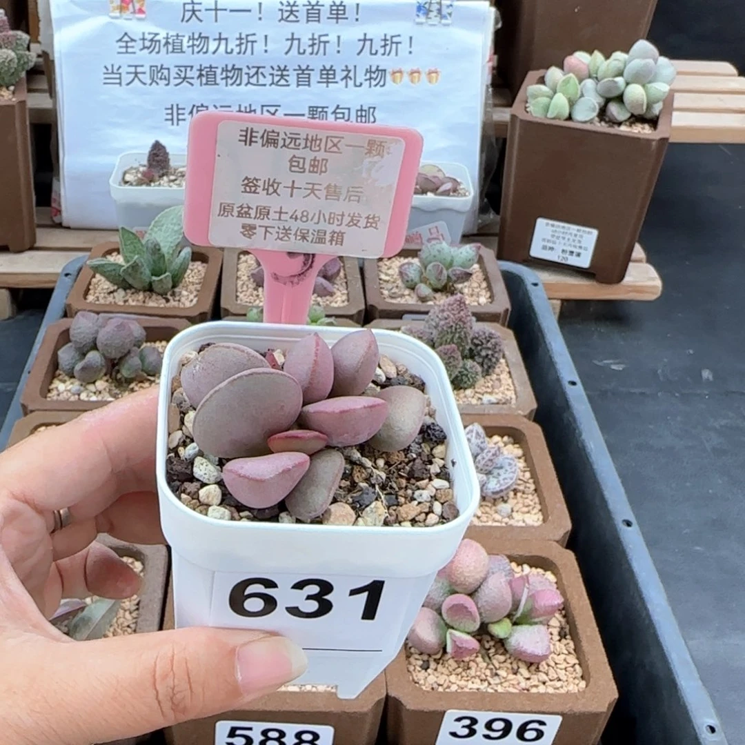 631白肌红蛋多肉植物