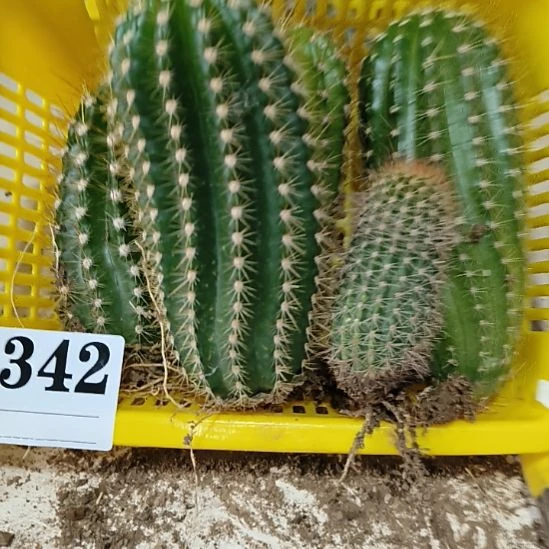 当前无花栽培后可以开花342