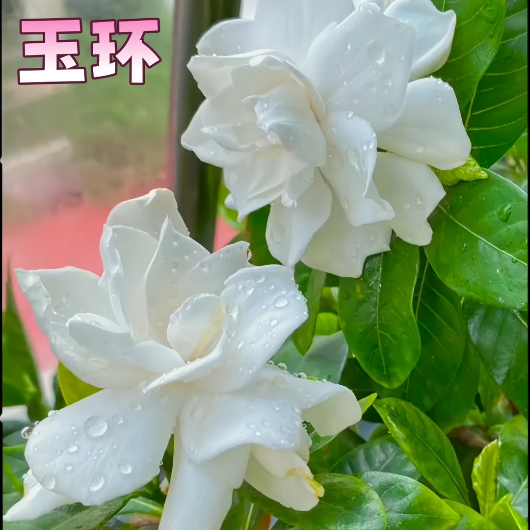 【玉环】贵货重瓣栀子花盆栽浓香多季花好养净化空气花卉绿植