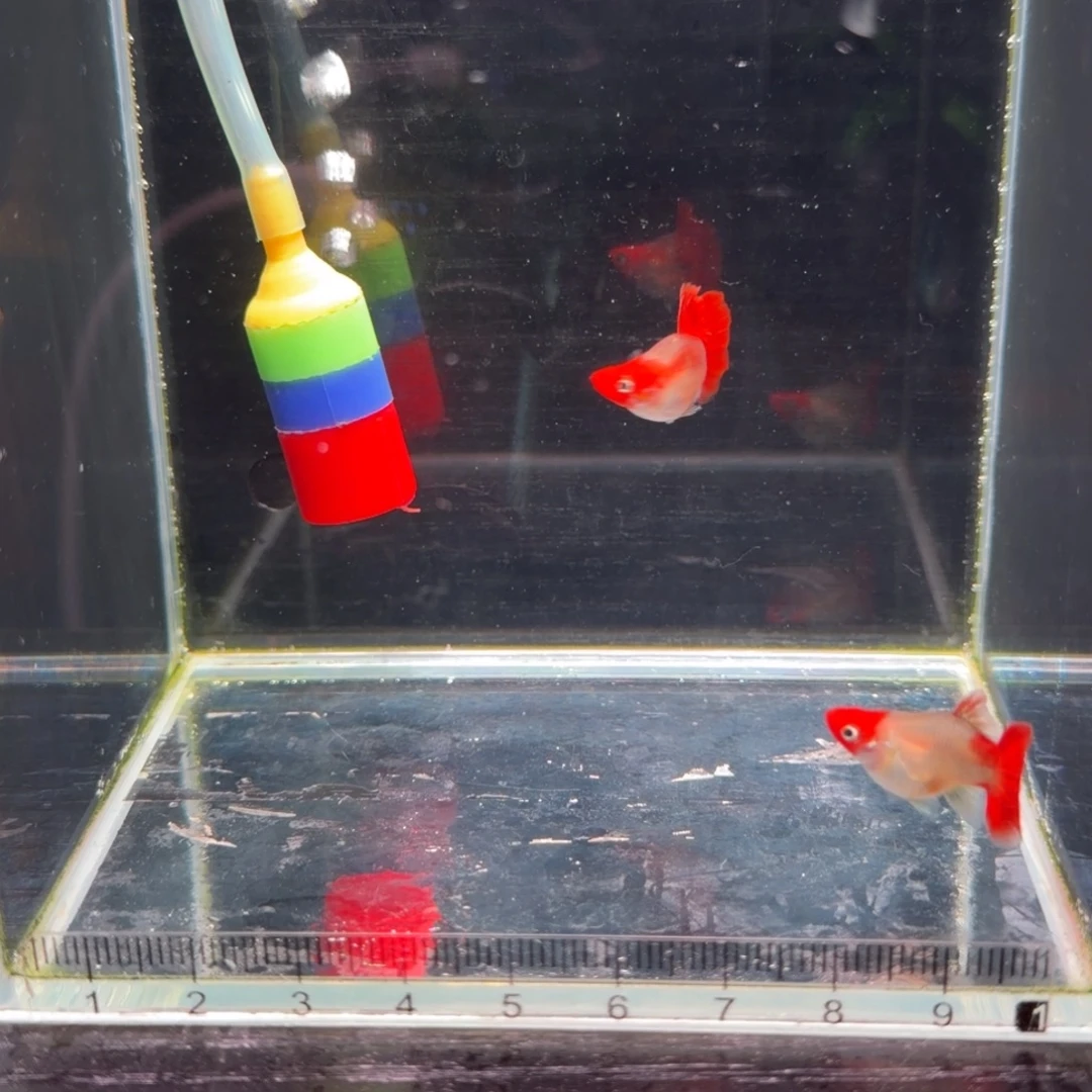 晨***露孔雀鱼红头折扇一对