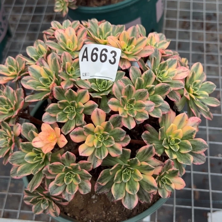 663甜茶20厘米左右