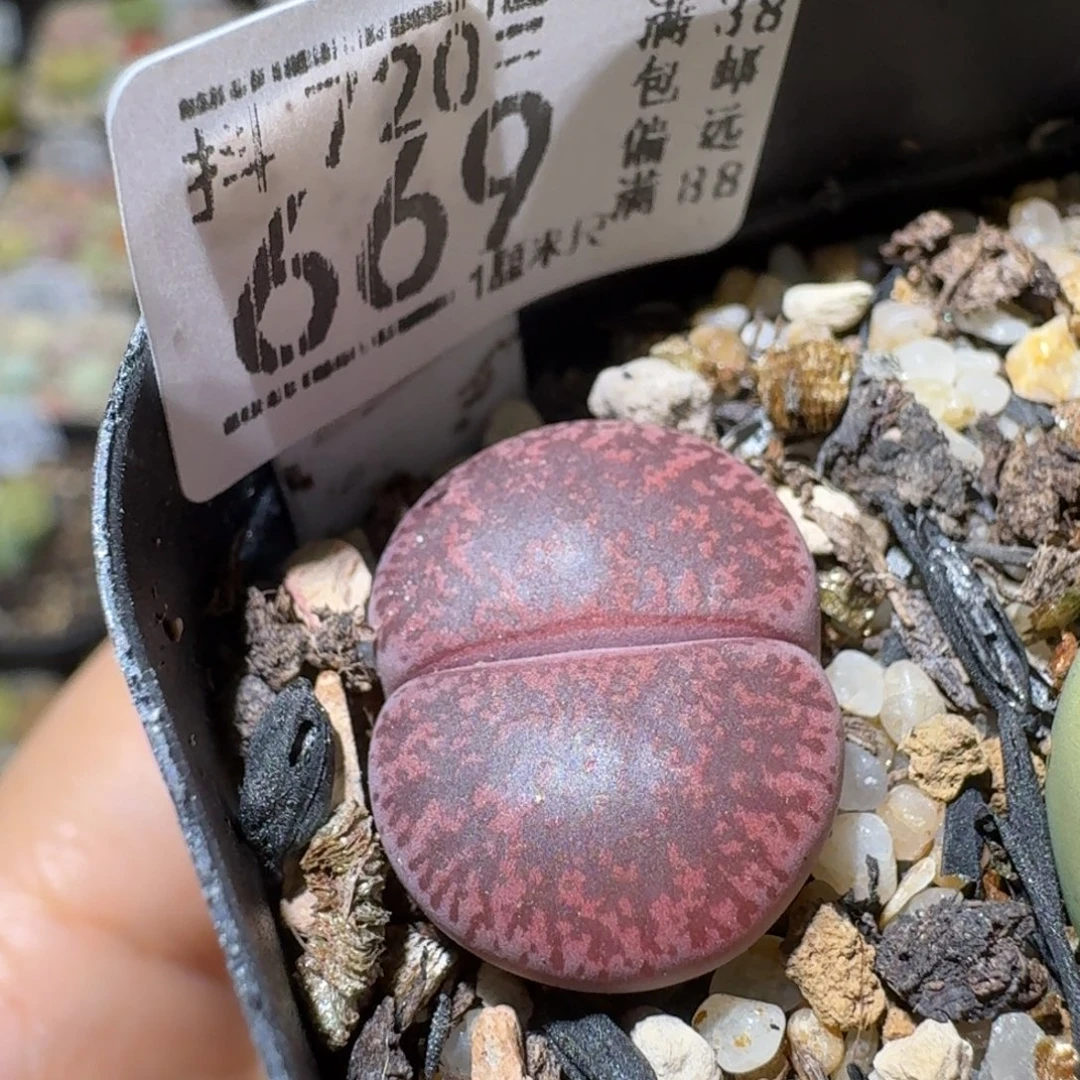 Sss清仓便宜出669