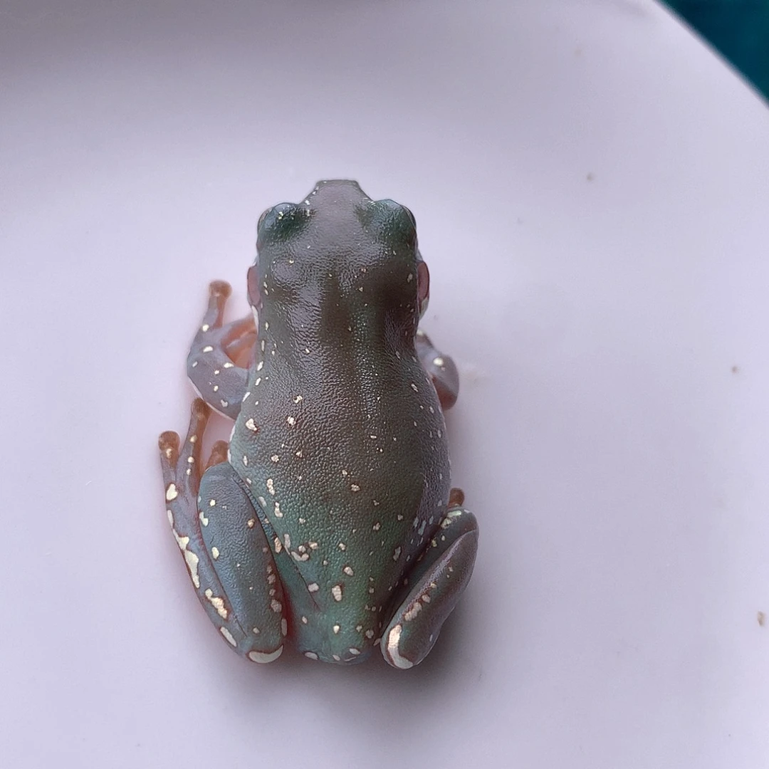 老爷树蛙11号精品大花腿超蓝潜力股