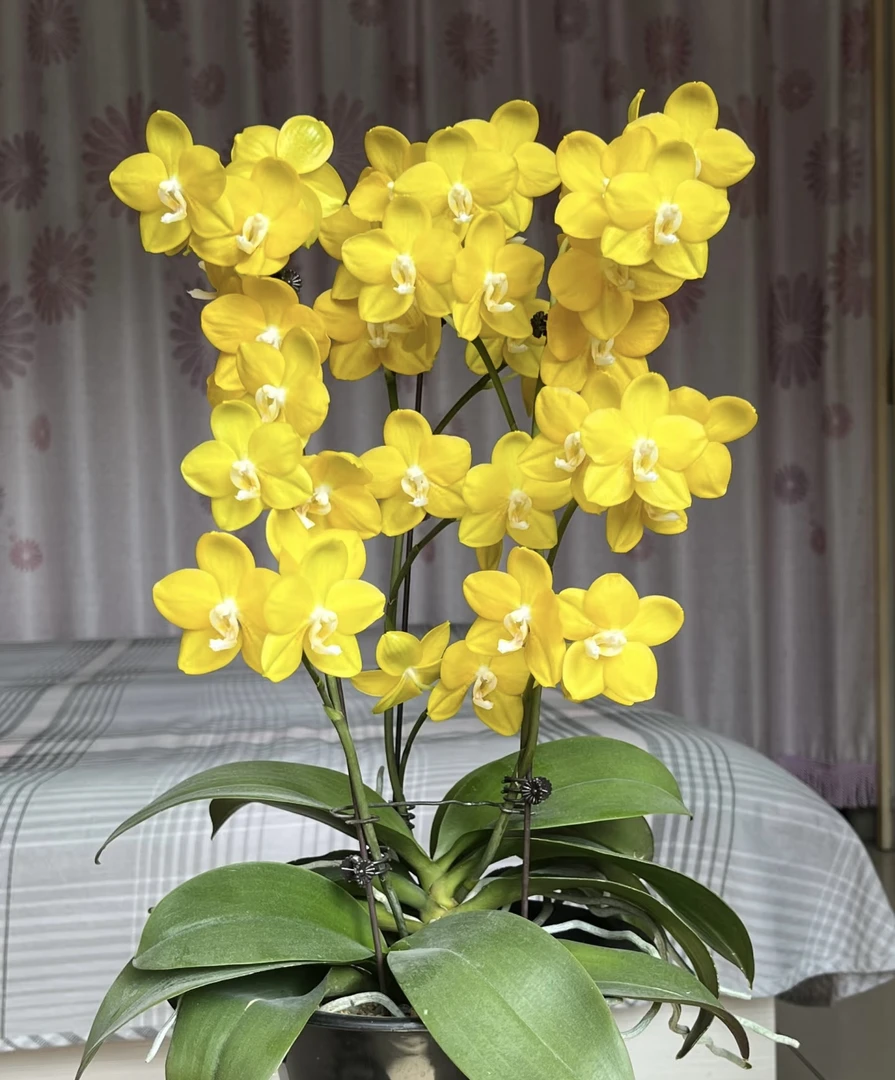 吉祥如意蝴蝶兰7.0加高成熟苗不带花不带花剑叶片瑕疵叶损不售后