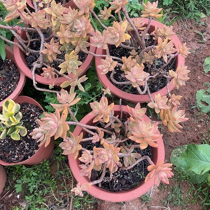 s****?多肉植物实物85
