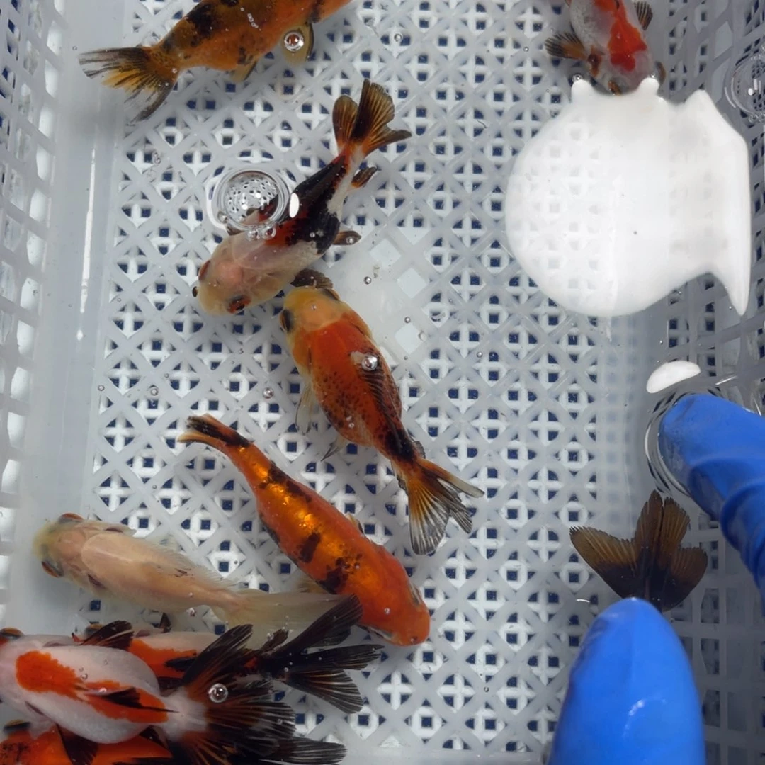 海水鱼花泰狮金鱼36