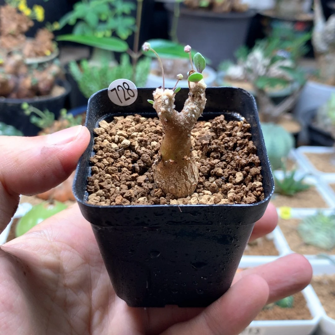 派马厚敦菊母本多肉带盆