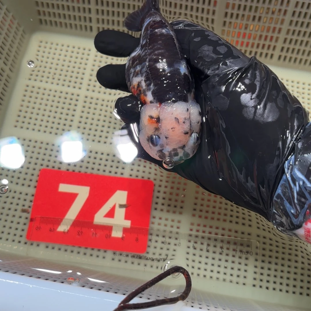 金鱼运费自理不包邮