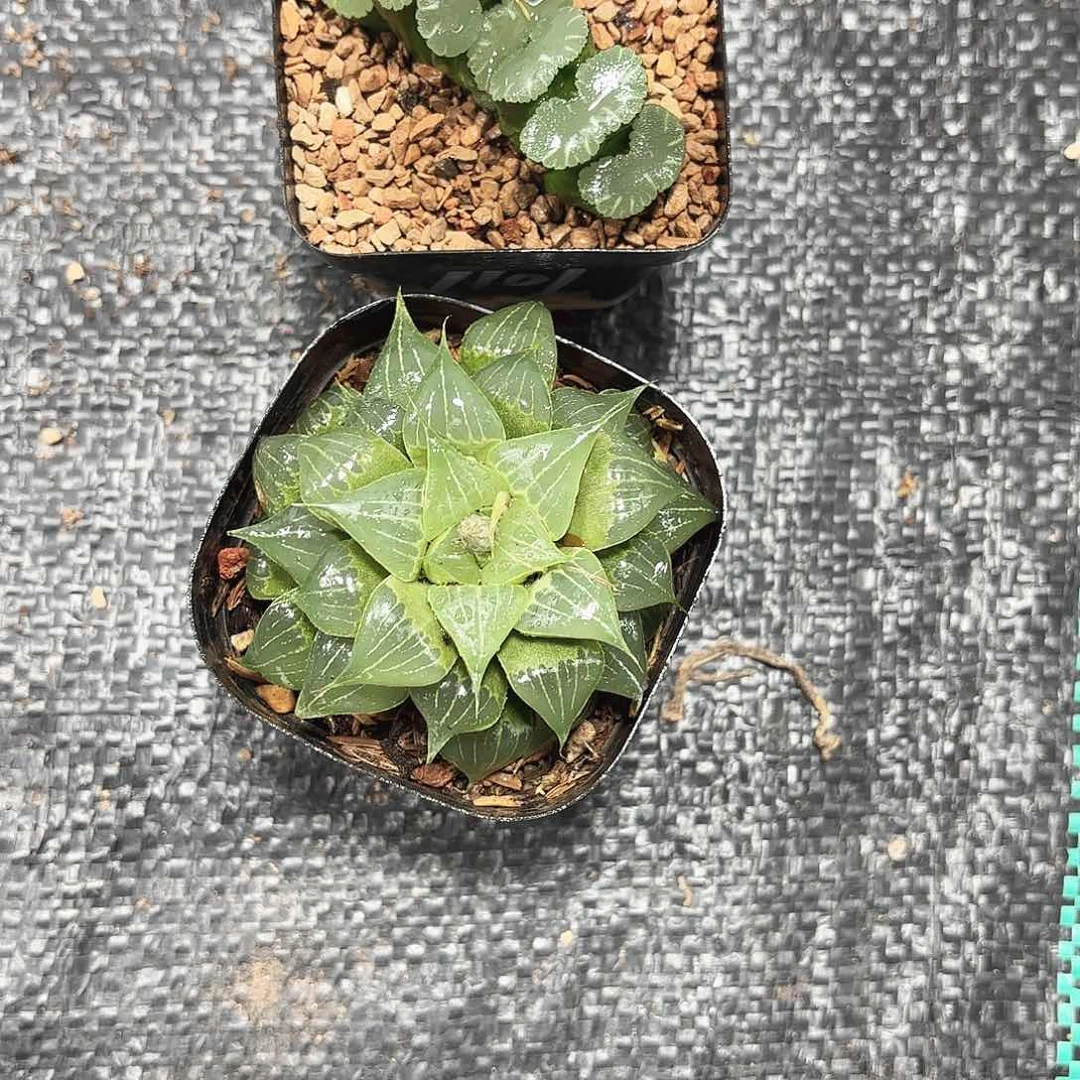 两颗组合多肉植物