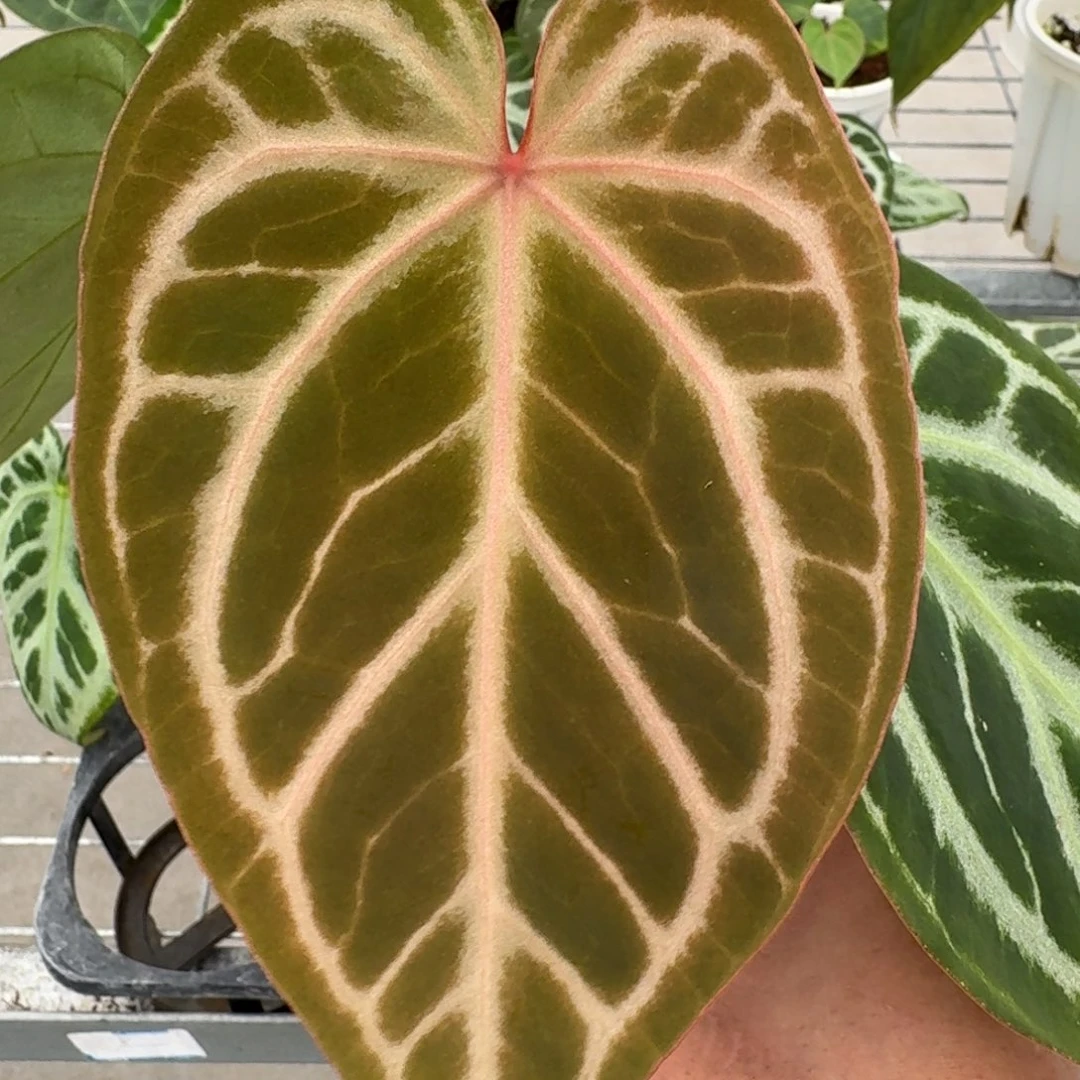 不开花植物1640 特价银红红